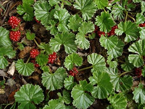 gunnera magellanica devil s strawberry marginal pond plants bp043