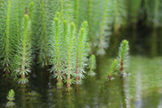 hippuris vulgaris mare s tail marginal pond plants pond plants water plants ox008