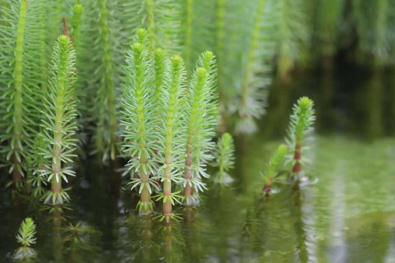 hippuris vulgaris mare s tail marginal pond plants pond plants water plants ox008