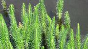hippuris vulgaris mare s tail marginal pond plants pond plants water plants ox008