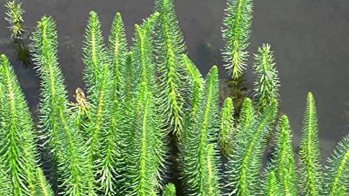 hippuris vulgaris mare s tail marginal pond plants pond plants water plants ox008