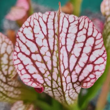 Sarracenia 'Diane Whittaker'