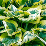 hosta first frost marginal pond plants bp046
