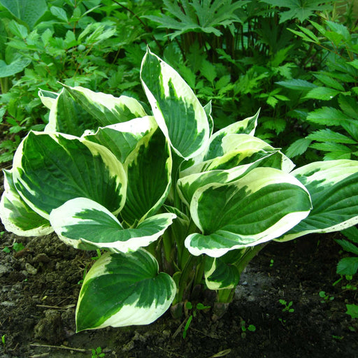 hosta for patriot marginal pond plants bp047