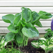 hosta abiqua drinking gourd marginal pond plants bp045