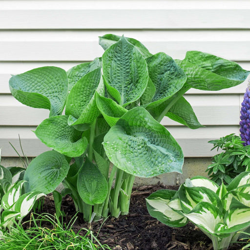 hosta abiqua drinking gourd marginal pond plants bp045