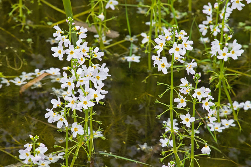 hottonia palustris marginal pond plants pond plants water plants ox009