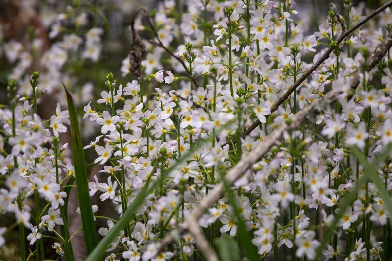 Hottonia palustris (Water Violet)