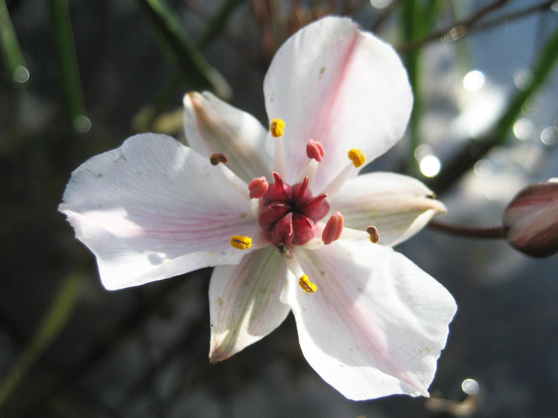 Hottonia palustris (Water Violet)