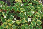 houttuynia cordata boo boo marginal pond plants mp043