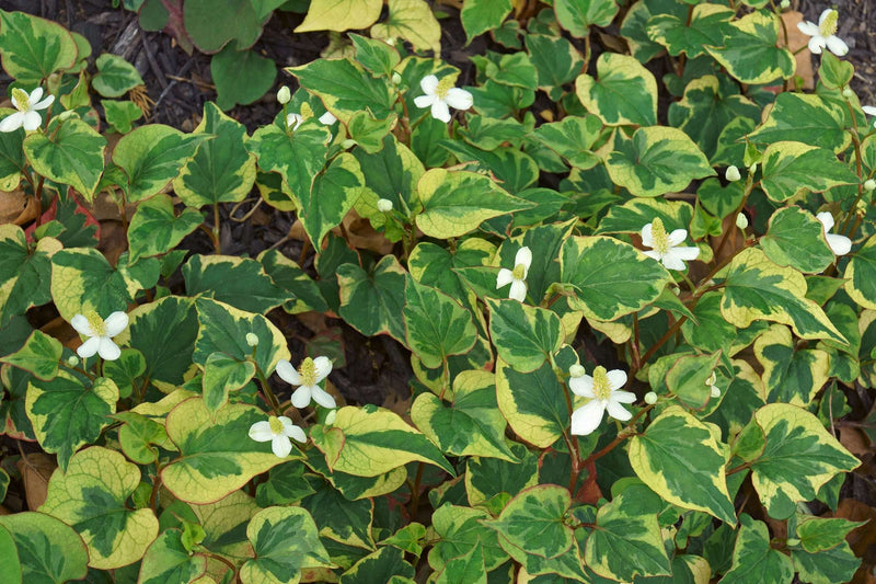 houttuynia cordata boo boo marginal pond plants mp043