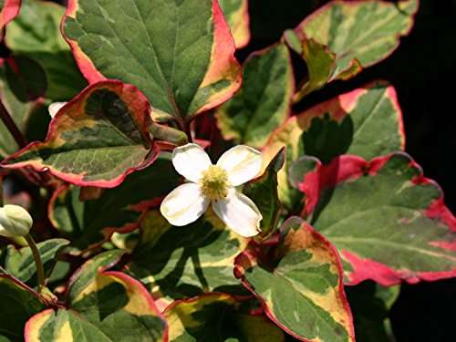 houttuynia cordata boo boo marginal pond plants mp043