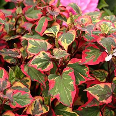 houttuynia cordata chameleon harlequin plant marginal pond plant mp044