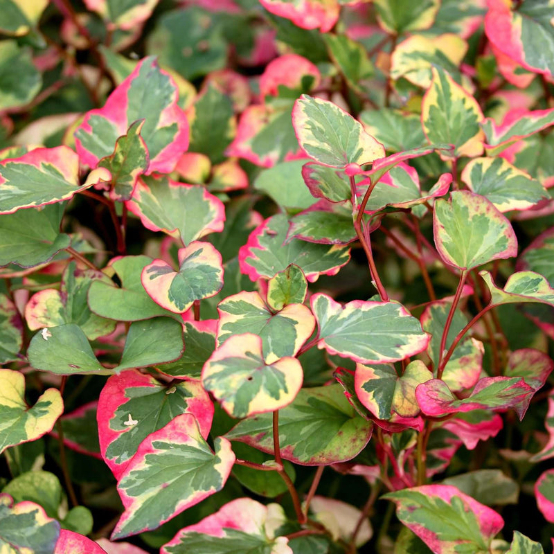 houttuynia cordata chameleon harlequin plant marginal pond plant mp044