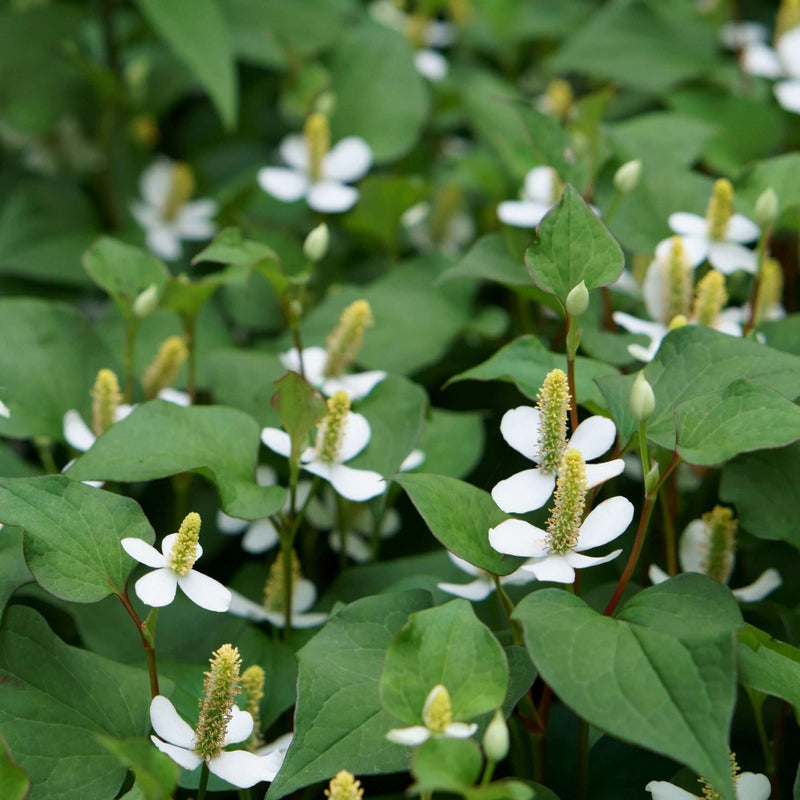 houttuynia cordata plena orange peel plant marginal pond plant mp045
