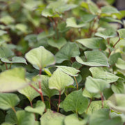 houttuynia cordata plena orange peel plant marginal pond plant mp045