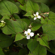 houttuynia cordata plena orange peel plant marginal pond plant mp045