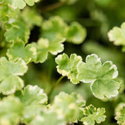 hydrocotyle sibthorpioides variegata crystal confetti marginal pond plants pond plants water plants ox011