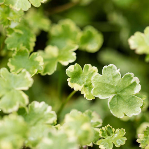 hydrocotyle sibthorpioides variegata crystal confetti marginal pond plants pond plants water plants ox011