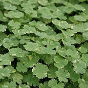 hydrocotyle sibthorpioides variegata crystal confetti marginal pond plants pond plants water plants ox011