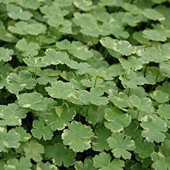 hydrocotyle sibthorpioides variegata crystal confetti marginal pond plants pond plants water plants ox011