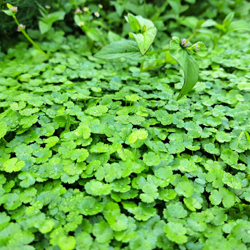 hydrocotyle vulgaris nova zelandiae marginal pond plants pond plants water plants ox010