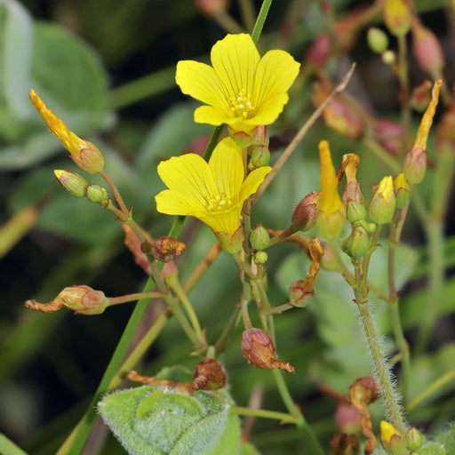 hypericum elodes marsh st john s wort marginal pond plants mp047