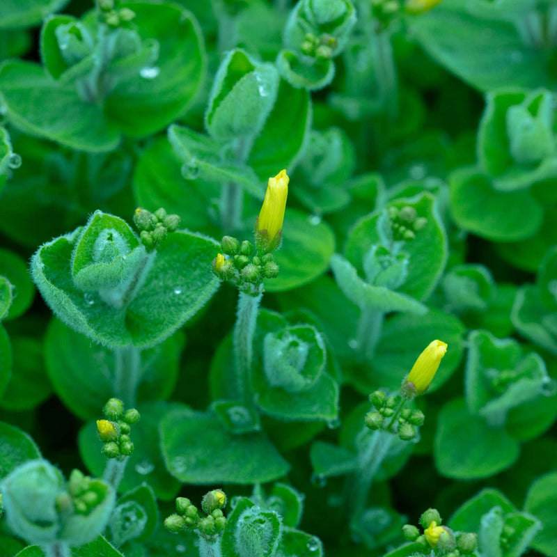 hypericum elodes marsh st john s wort marginal pond plants mp047