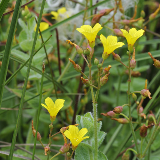 hypericum elodes marsh st john s wort marginal pond plants mp047