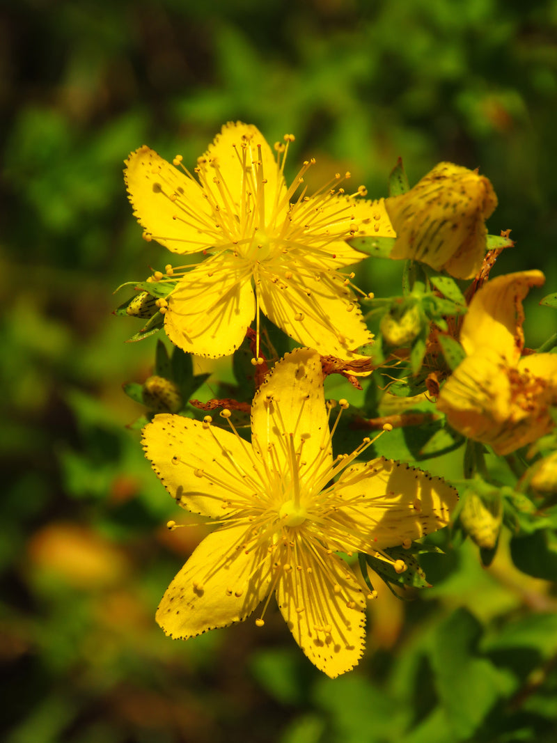 Hypericum perforatum (Perforate St John's-wort)