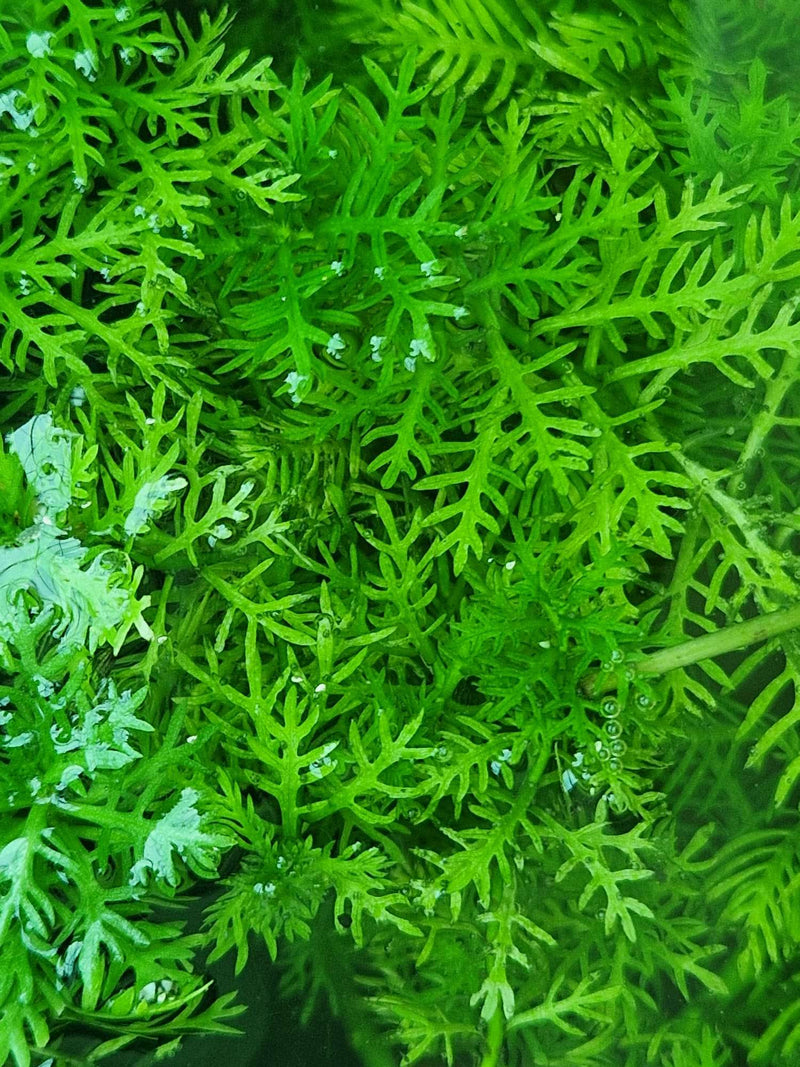 Hottonia palustris (Water Violet)
