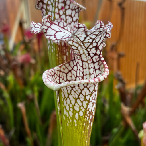 Sarracenia Giant Cotton