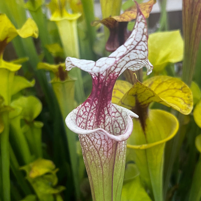 Sarracenia 'Atlas 5'