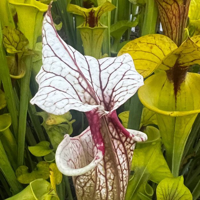 Sarracenia 'Atlas 5'