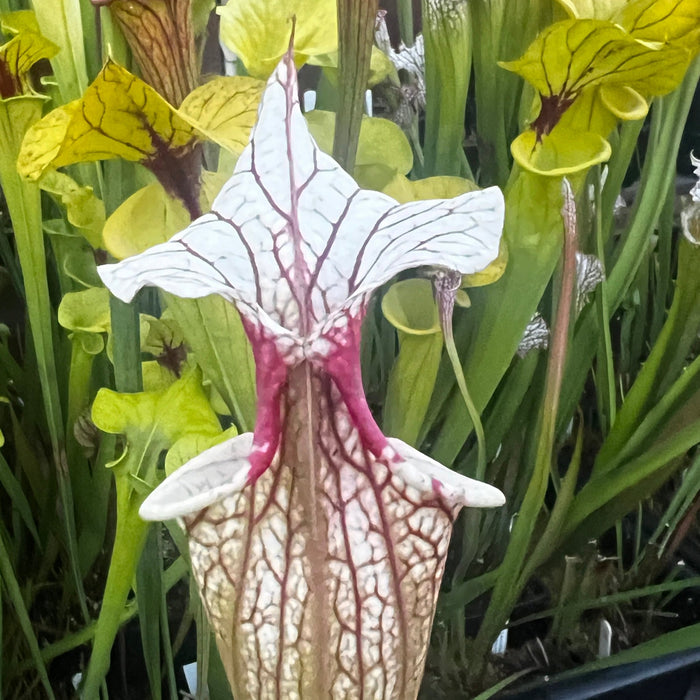 Sarracenia 'Atlas 5'