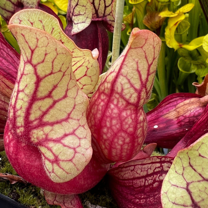 Sarracenia purpurea 'Belly of Blood'