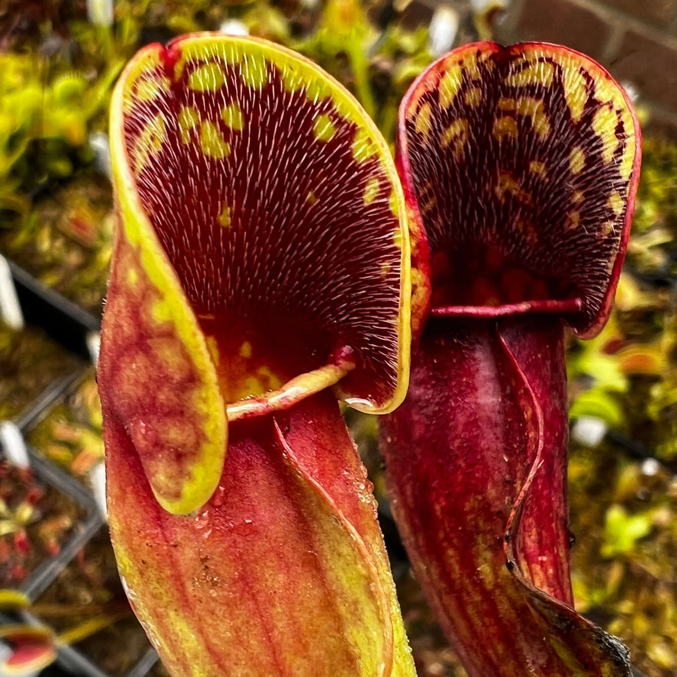 Sarracenia From Canada