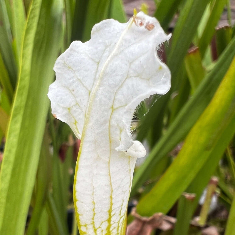 Sarracenia leucophylla var. alba 'Hurricane Creek White' - Clone H (Baldwin County, Alabama) MK-L145H