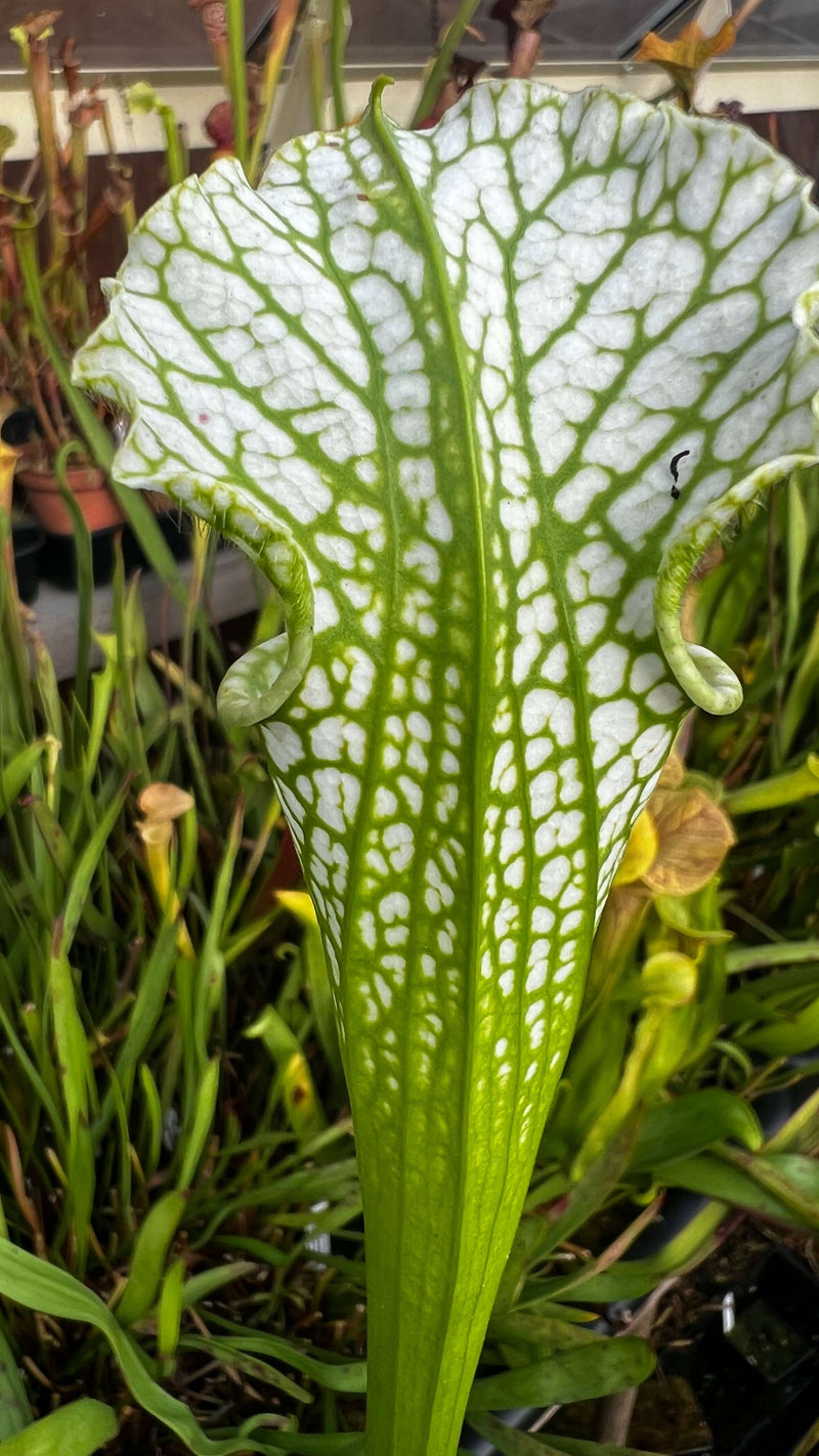 Sarracenia leucophylla 'Slack Clone' X 'Schnell's Ghost'