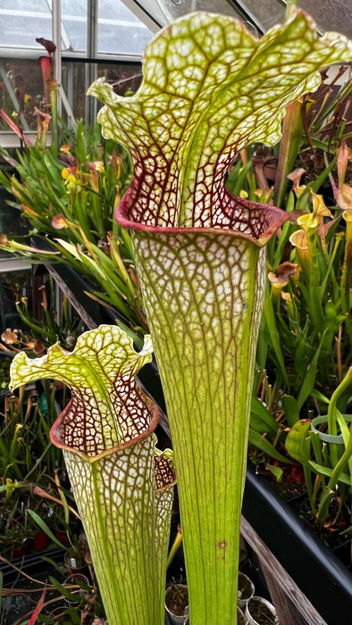 Sarracenia leucophylla 'Bunting Original' Stocky, Wide Mouth, Red Lip MK-L102