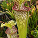 Sarracenia leucophylla 'Bunting Original' Stocky, Wide Mouth, Red Lip MK-L102