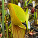 Sarracenia 'True Blood'