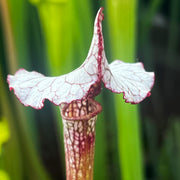 Sarracenia 'Alan Hindle'