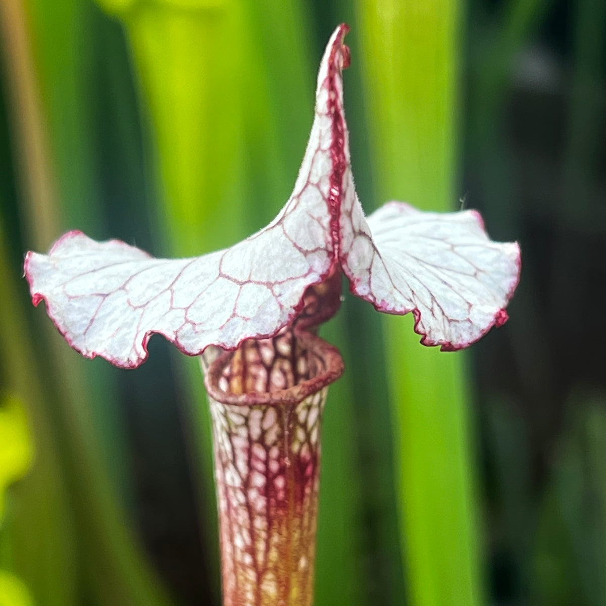 Sarracenia 'Alan Hindle'