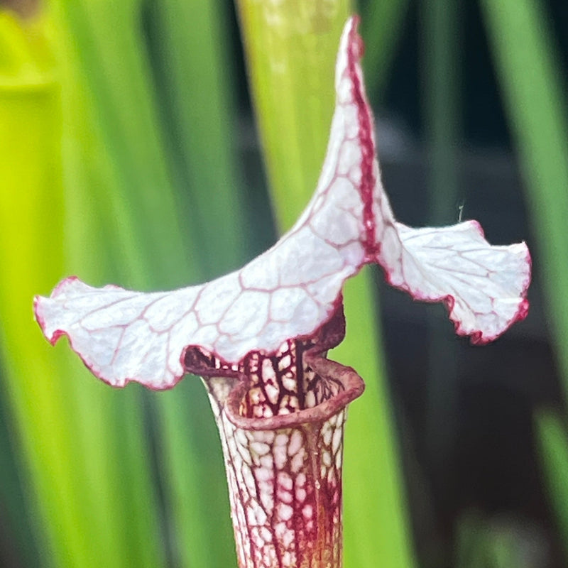 Sarracenia 'Alan Hindle'