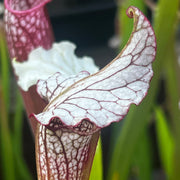 Sarracenia 'Alan Hindle'