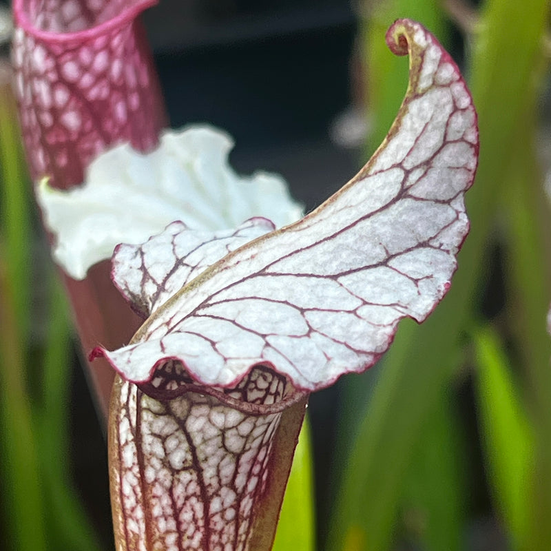 Sarracenia 'Alan Hindle'