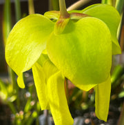 Sarracenia flava var. ornata (Cooks Bayou, Bay County, Florida)