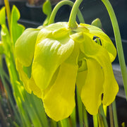 Sarracenia flava var. maxima 'James Wong' (Green Swamp, North Carolina)