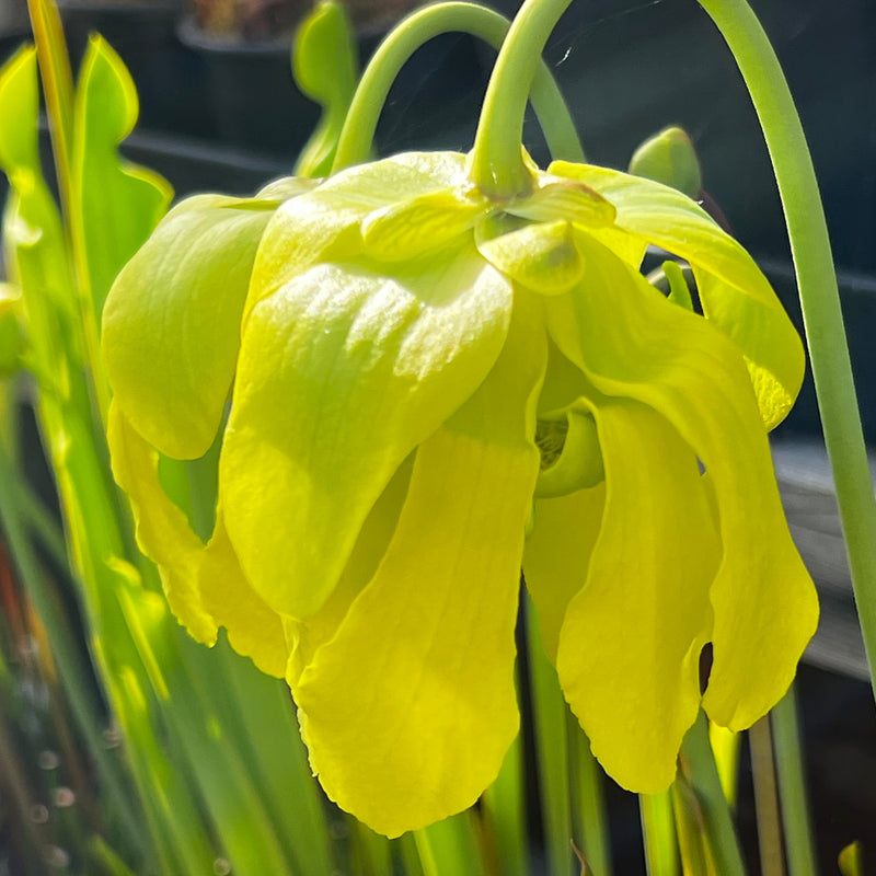 Sarracenia flava var. maxima 'James Wong' (Green Swamp, North Carolina)